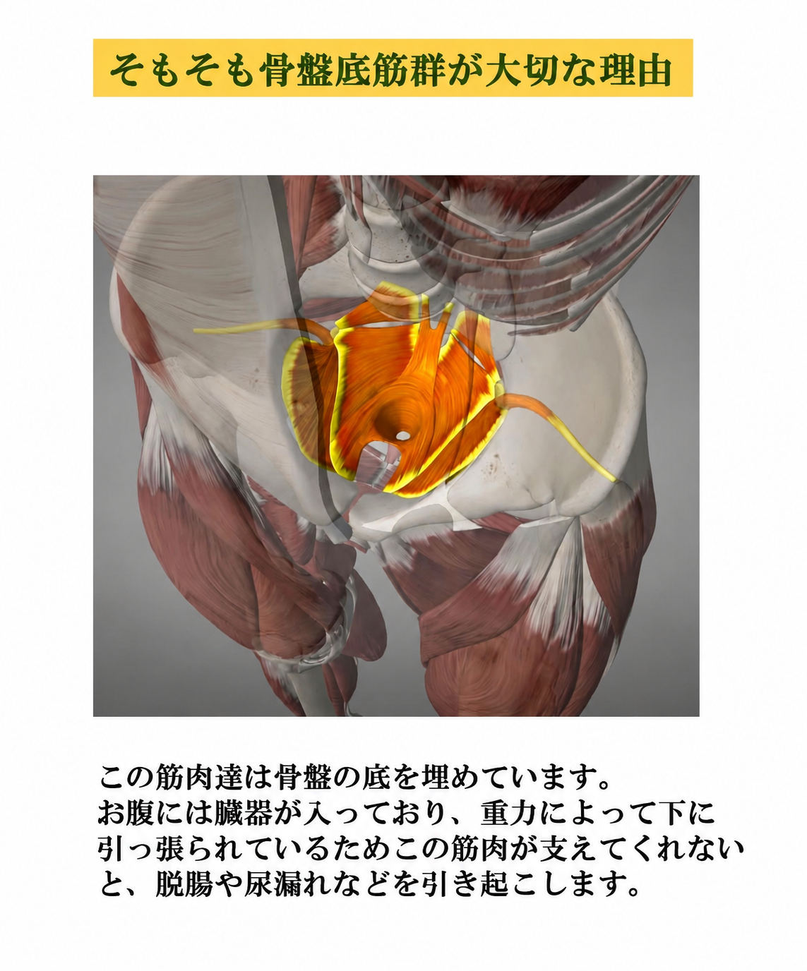 骨盤底筋群が大切な理由：内臓を下から支えている